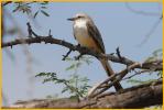 Juvenile<BR>Scissor-tailed Flycatcher