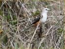 Scissor-tailed Flycatcher