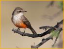 Female <BR>Vermilion Flycatcher