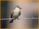 Juvenile <BR>Vermilion Flycatcher