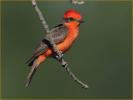 Vermilion Flycatcher