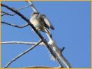 Southwestern <BR>Willow Flycatcher