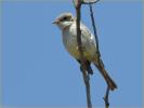 Eastern<BR>Willow Flycatcher