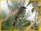 Yellow-bellied Flycatcher