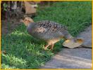 Gray Francolin