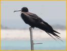 Female<BR>Magnificent Frigatebird