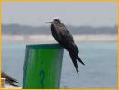 Juvenile<BR>Magnificent Frigatebird