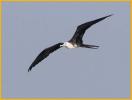 Second Year<BR>Magnificent Frigatebird