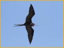 Magnificent Frigatebird