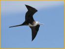 Juvenile<BR>Magnificent Frigatebird