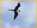 Female<BR>Magnificent Frigatebird