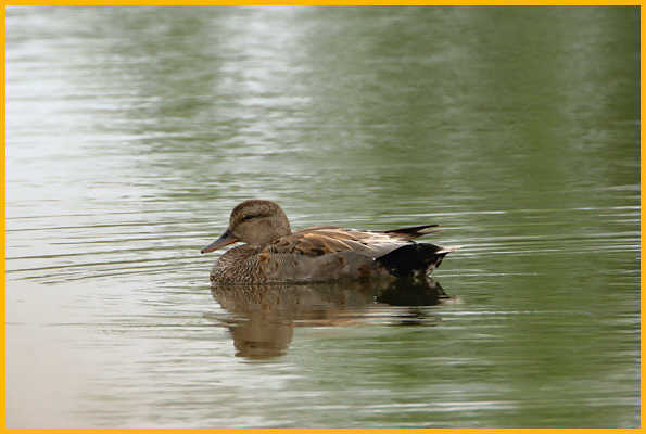 Nonbreeding Gadwall