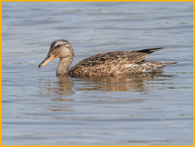 Female Gadwall