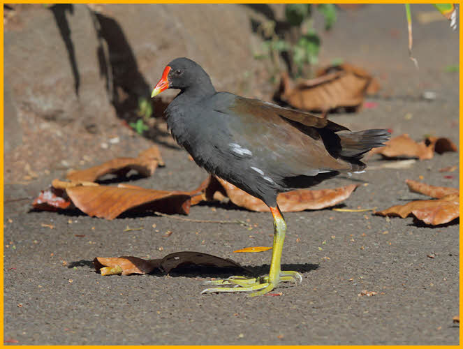 Hawaiian<BR>Common Gallinule
