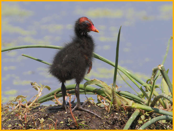 Common Gallinule Chick