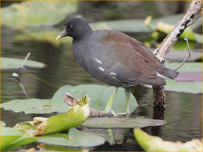 Nonbreeding<BR>Common Gallinule