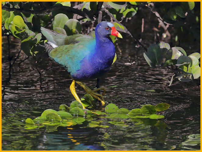 Purple Gallinule