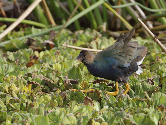 First Spring<BR>Purple Gallinule