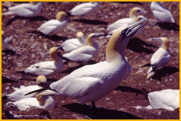 Northern Gannet