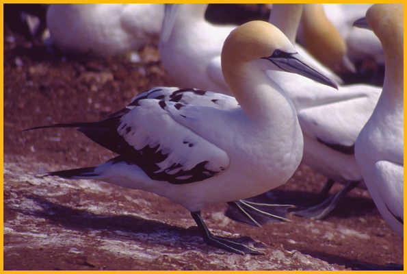 Third Year <BR>Northern Gannet