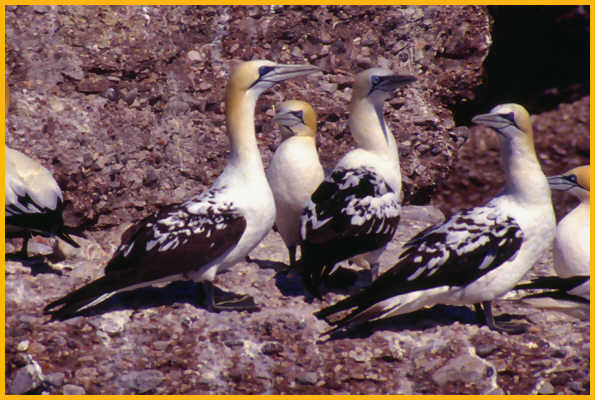 Second Year <BR>Northern Gannet