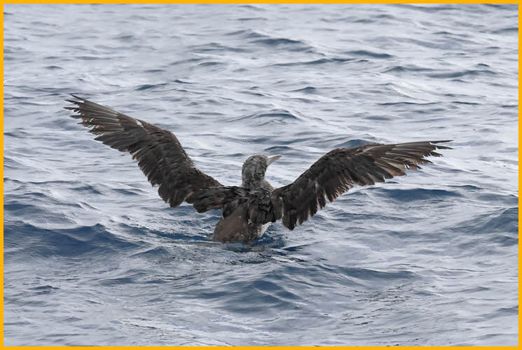 Juvenile<BR>Northern Gannet