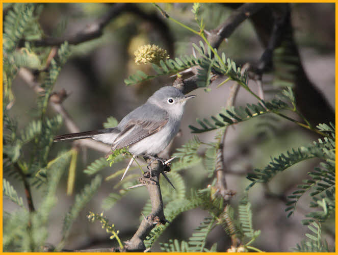 Female Western <BR>Blue-gray Gnatcatcher