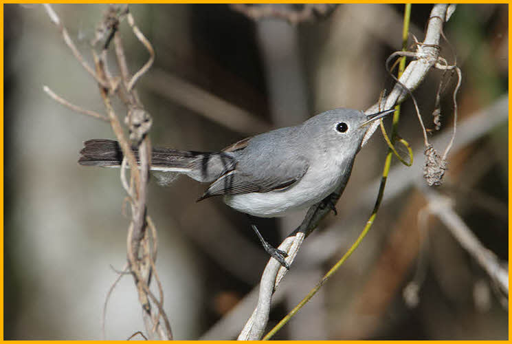 Eastern<BR>Blue-gray Gnatcatcher