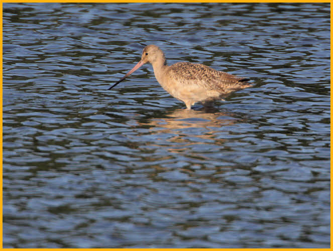 Juvenile<BR>Marbled Godwit