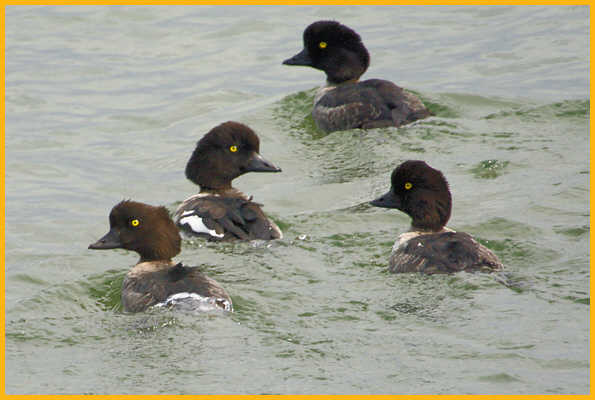 Nonbreeding <BR>Barrow's Goldeneye