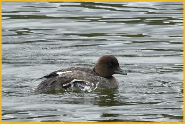 Juvenile <BR>Barrow's Goldeneye