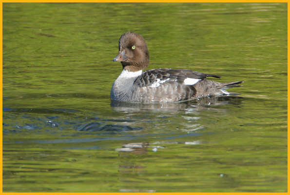 Female <BR>Barrow's Goldeneye