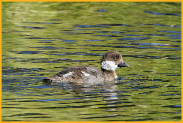 Barrow's Goldeneye<BR> Duckling