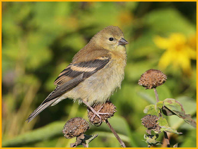 Nonbreeding Female<BR>American Goldfinch