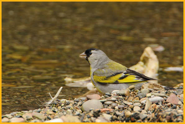Lawrence's Goldfinch