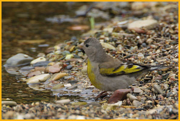 Female <BR>Lawrence's Goldfinch