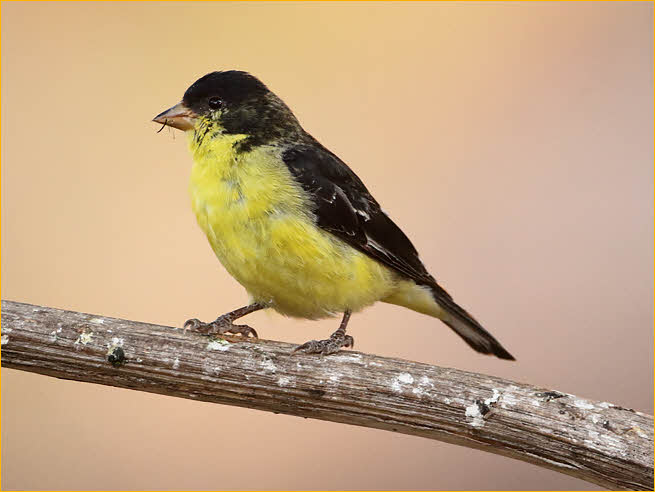 Texas<BR>Lesser Goldfinch