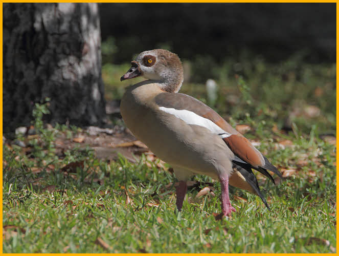 Egyptian Goose