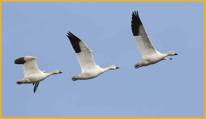 Greater<BR>Snow Geese