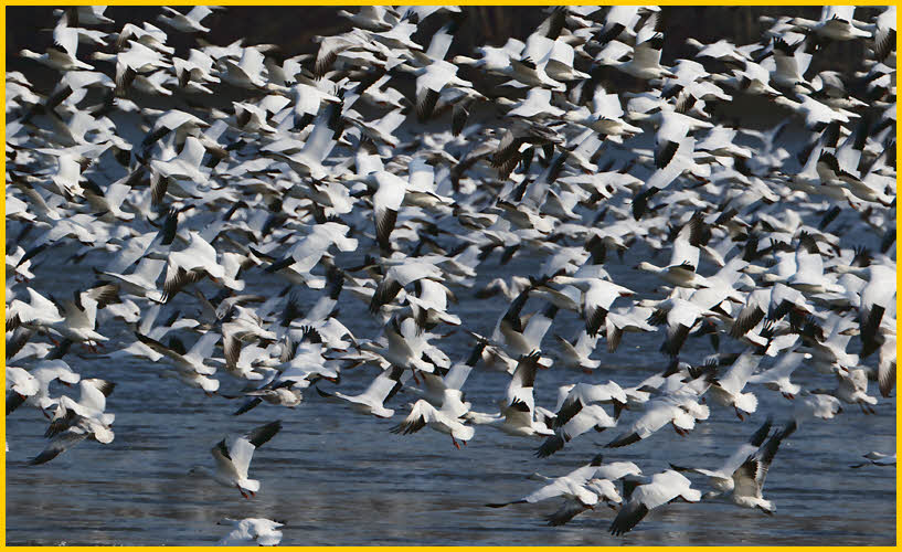 Snow Geese