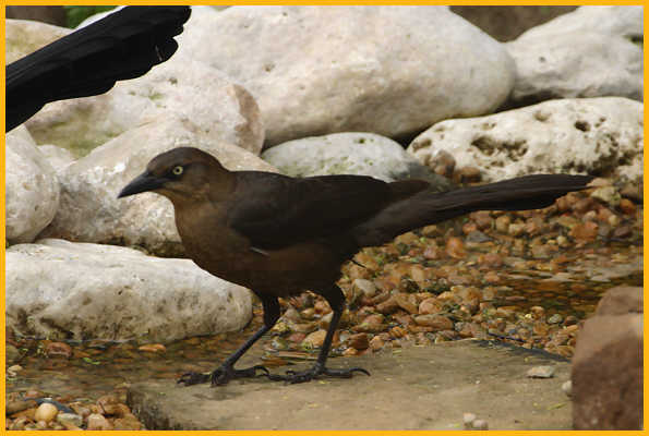 Female Atlantic <BR>Boat-tailed Grackle