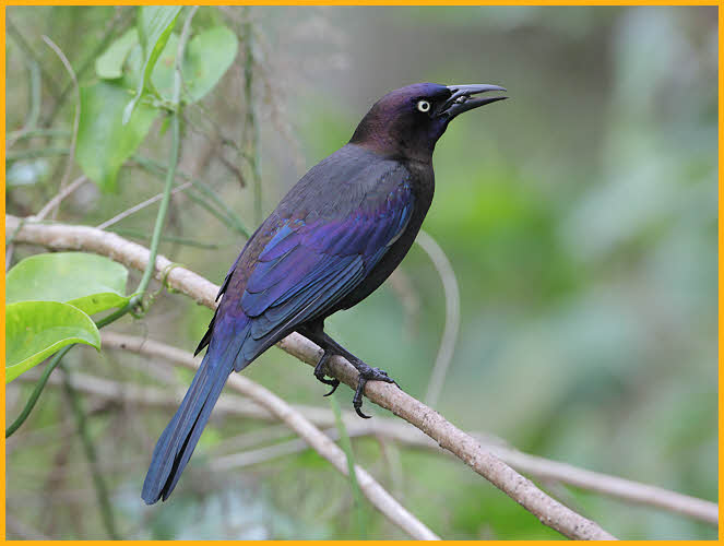 Atlantic <BR>Boat-tailed Grackle