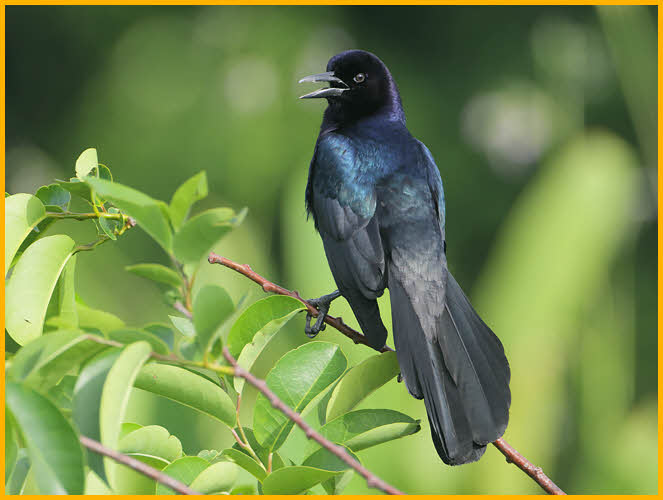 Florida/Gulf Coast<BR>Boat-tailed Grackle