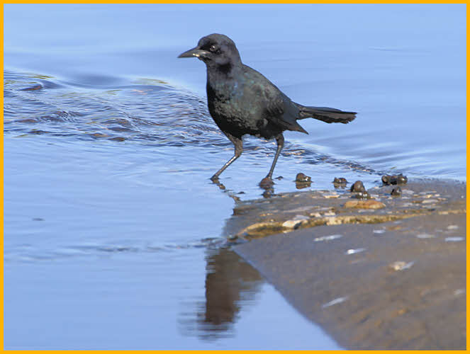 Juvenile<BR>Common Grackle