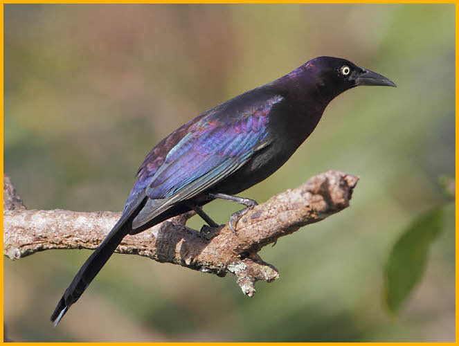 Florida<BR>Common Grackle