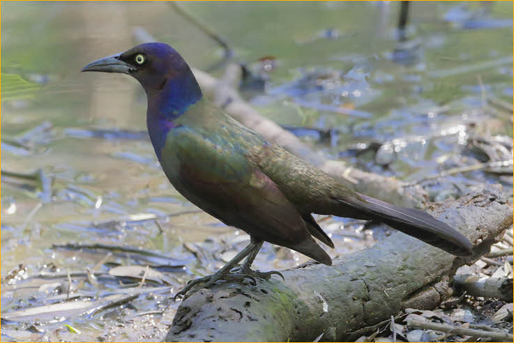 Interior<BR>Common Grackle