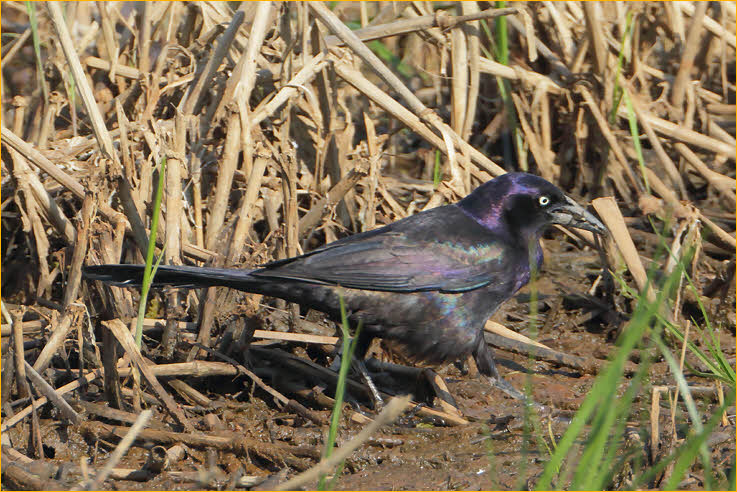 Coastal<BR>Common Grackle