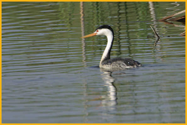 Clark's Grebe