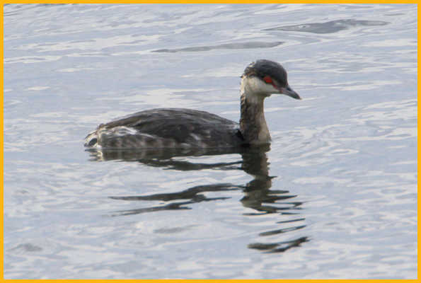 Nonbreeding <BR>Horned Grebe
