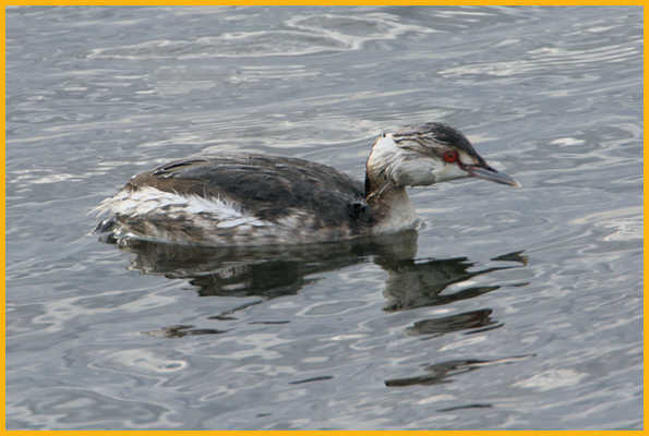 First Winter <BR>Horned Grebe